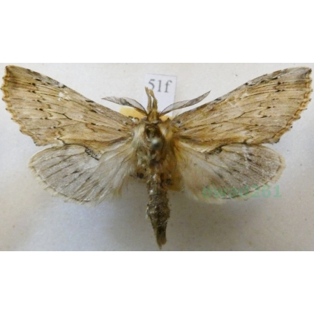 Pterostoma palpina (Clerck, 1759) male Dzióbica głaszczkówka Czech51f